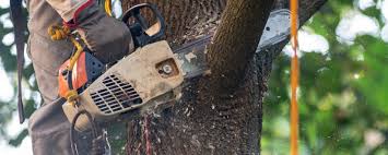 Best Tree Maintenance Programs  in Sellersville, PA